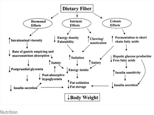 ms-fiber-weight.webp