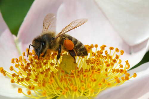 pollenpants.jpg