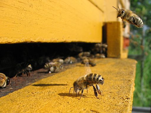 honeybee-cooling.jpg